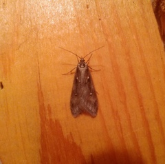 Semioscopis oculella