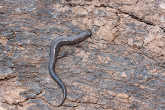 Miquihuana Splayfoot Salamander photo 3