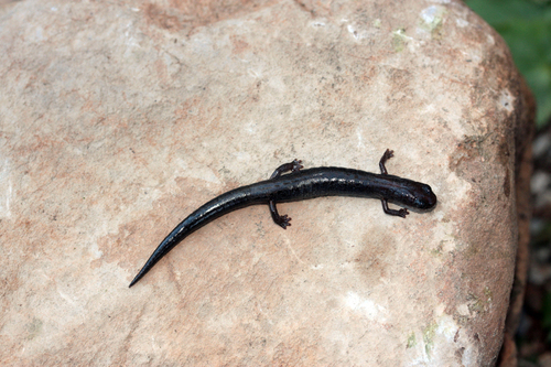 Miquihuanan Splayfoot Salamander