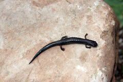 Miquihuana Splayfoot Salamander photo 4