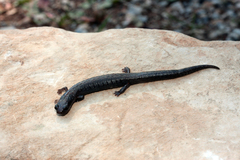 Miquihuana Splayfoot Salamander photo 5