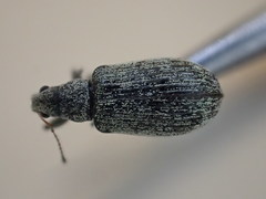 Polydrusus cervinus