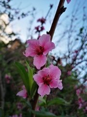 Prunus persica