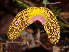 Aristolochia wankeana
