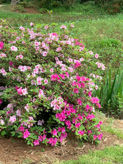 Rhododendron