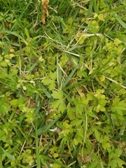 Potentilla intermedia