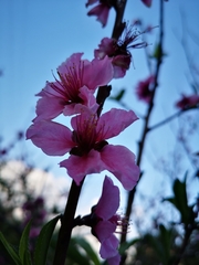 Prunus persica