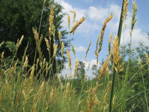 Kvapioji gardūnytė nuotrauka