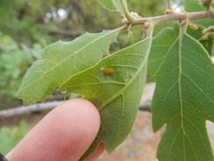 Aceria trichophila