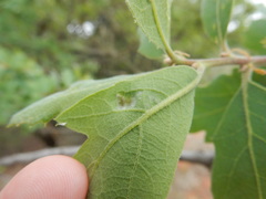 Aceria trichophila
