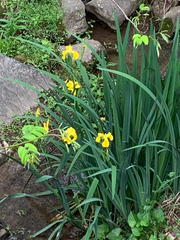Iris pseudacorus