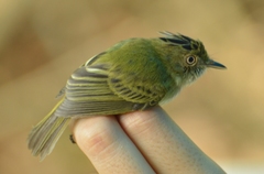 Lophotriccus eulophotes