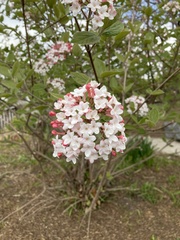 Viburnum carlesii