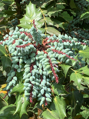 Berberis bealei