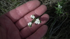 Lithospermum papillosum