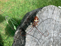 Deretrachys juvencus