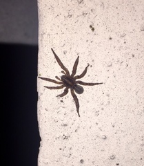 Arctosa personata