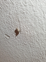 Lepidoptera