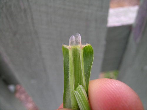 Kvapioji gardūnytė nuotrauka