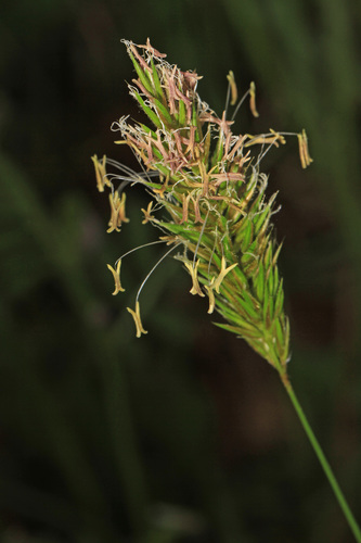 Kvapioji gardūnytė nuotrauka