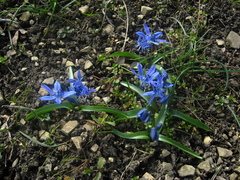 Scilla rosenii