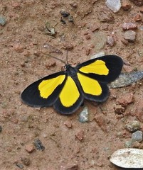 Atyria lemonia