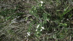 Lithospermum papillosum
