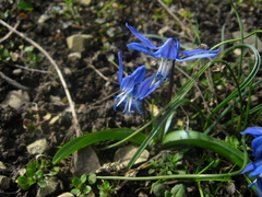 Scilla rosenii