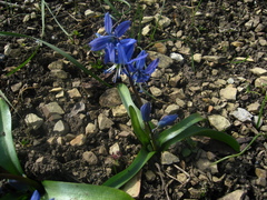 Scilla rosenii