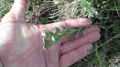 Lithospermum papillosum