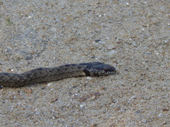 Macroprotodon brevis