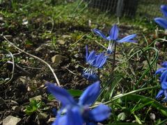 Scilla rosenii