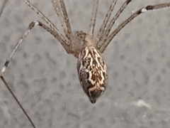 Holocnemus pluchei