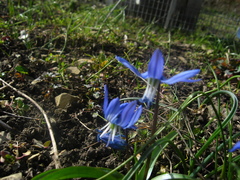 Scilla rosenii
