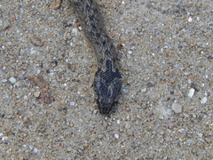 Macroprotodon brevis