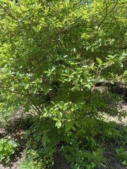 Rhododendron colemanii