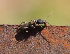 Molorchus bimaculatus