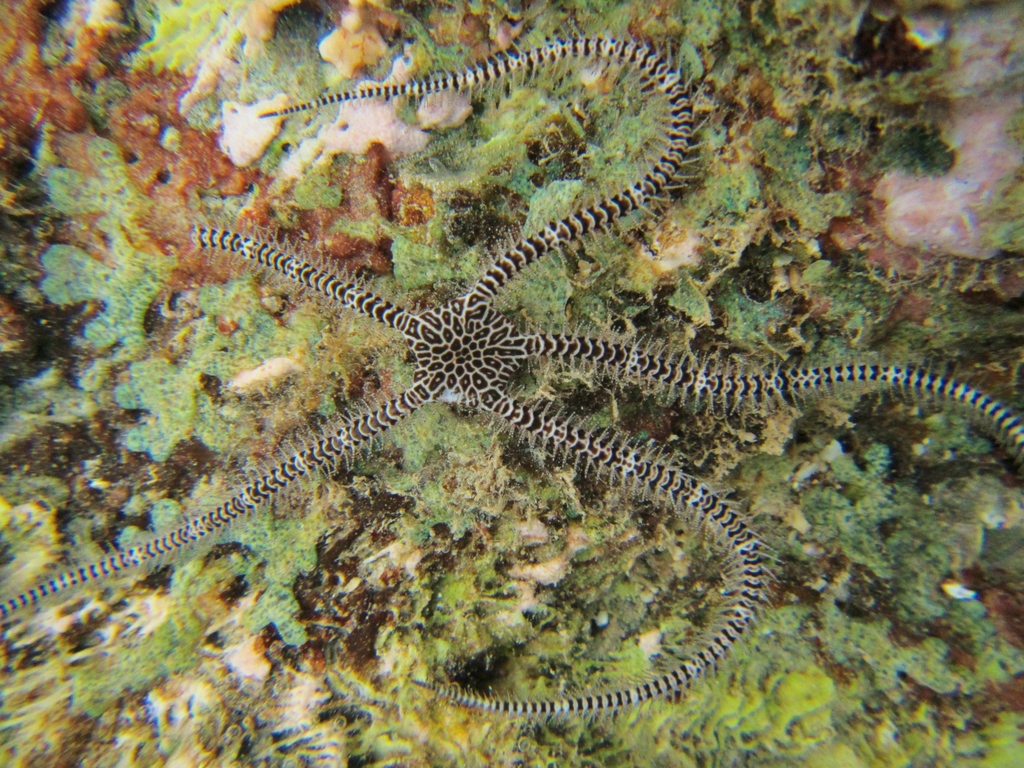 Ophiarachna delicata