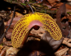 Aristolochia wankeana