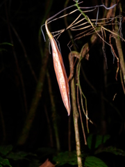 Aristolochia wankeana