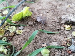 Halyomorpha halys