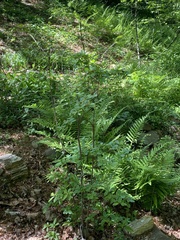 Rhododendron eastmanii