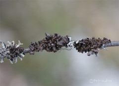 Tuckermanopsis sepincola