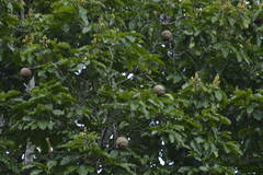 Bertholletia excelsa