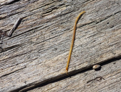 Geophilus proximus