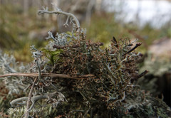 Cladonia crispata crispata