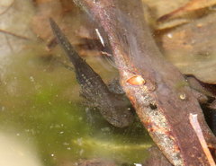 Ambystoma opacum