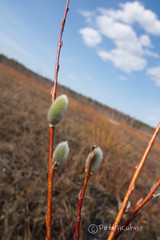 Salix phylicifolia