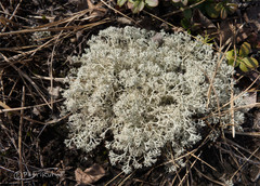 Cladonia arbuscula mitis