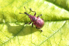 Rhynchites auratus
